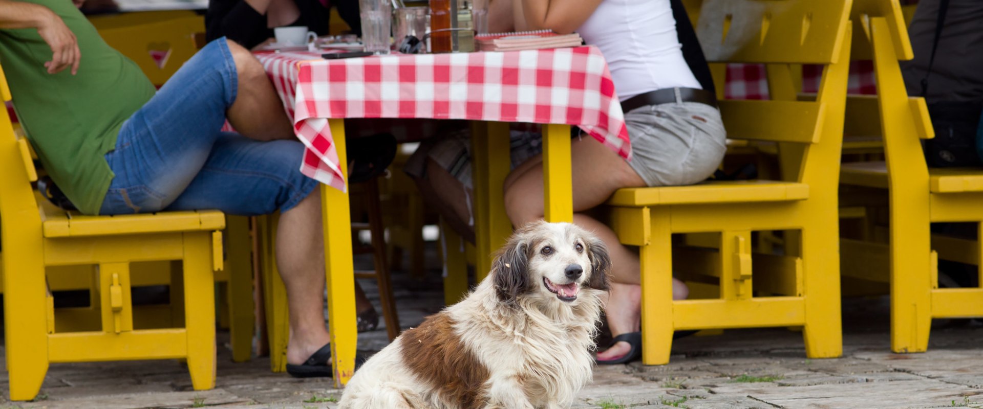 The Best Pet-Friendly Hotels in Baltimore County - A Comprehensive Guide